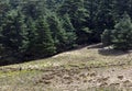 Sheep grazing on the mountains next to the cedar forests near Azrou in Morocco.