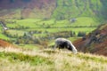Sheep grazing in the mountains over Great Langdale valley in the Lake District, famous for its glacial ribbon lakes and rugged Royalty Free Stock Photo
