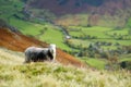 Sheep grazing in the mountains over Great Langdale valley in the Lake District, famous for its glacial ribbon lakes and rugged Royalty Free Stock Photo