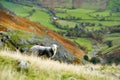 Sheep grazing in the mountains over Great Langdale valley in the Lake District, famous for its glacial ribbon lakes and rugged Royalty Free Stock Photo