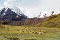 Sheep grazing in mountains, Peru Royalty Free Stock Photo