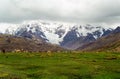 Sheep grazing in mountains, Peru Royalty Free Stock Photo