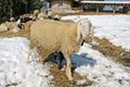 Sheep grazing in the mountains in the snow in search of grass to Royalty Free Stock Photo