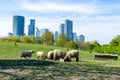 Sheep grazing at Mudchute Farm and Park, London