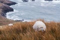 Sheep grazing near the Atlantic ocean Royalty Free Stock Photo