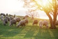 Sheep grazing, near a big tree at sunset time