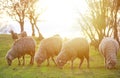 Sheep grazing, near a big tree at sunset time Royalty Free Stock Photo