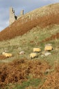 Sheep grazing near castle Royalty Free Stock Photo