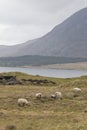 Sheep grazing near Connemara National Park, County Galway