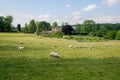 Sheep grazing near in the cotswolds, England