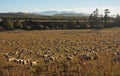 Sheep grazing near the lake Hauruko in the Southland in the South Island in New Zealand Royalty Free Stock Photo