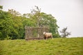 Sheep grazing near the Malvern hills of England