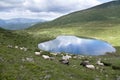 Sheep grazing near the mountain lake. Royalty Free Stock Photo