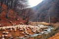 Sheep grazing near the river Royalty Free Stock Photo