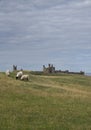 Dunstanburgh Castle, Northumberland, UK Royalty Free Stock Photo