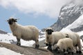 Sheep grazing near Schwarzsee