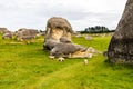 Sheep grazing in New Zealand Elephant Rocks