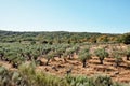 Sheep grazing in the olive grove Royalty Free Stock Photo