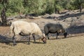 Sheep grazing on an olive plantation in Thassos island, East Macedonia and Thrace, Greece Royalty Free Stock Photo