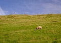 Sheep grazing an open field in the peak district of great britain