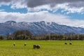 Sheep Grazing In A Paddock In Front Of Snow covered Mountains Royalty Free Stock Photo