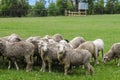 Sheep grazing in a paddock some sheared and some not turning to look toward amera with water tank in the background