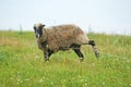 A sheep grazing at the pasture