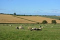 Summer landscape with field of sheep Royalty Free Stock Photo