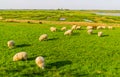 Sheep grazing in the pasture of schakerloopolder in Tholen city, countryside landscape in Zeeland, The netherlands