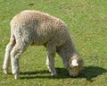 Sheep Eating in a Pasture, Lamb, Grazing Royalty Free Stock Photo