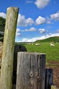 Sheep grazing on pastureland framed by a wooden fence post