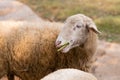 Sheep grazing peacefully in a lush green field