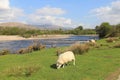 Sheep Grazing By The River Lochy, Scotland.