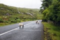 Sheep grazing on road at connemara in ireland