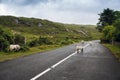 Sheep grazing on road at connemara in ireland