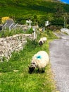 Sheep grazing by the roadside, Achill Island