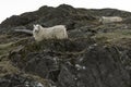 Sheep, grazing on a rocky mountainside, in the Elan Valley, mid Wales Royalty Free Stock Photo