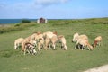 Sheep grazing, Rodrigues Island Royalty Free Stock Photo