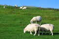 Sheep grazing at Ruins of Housesteads Roman Fort, Vercovicium, English Heritage Site along Hadrian`s Wall, Northumberland