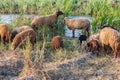 Sheep grazing in rural area of the Nile River delta