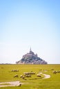 Sheep grazing on the salt meadows close to the Mont Saint-Michel tidal island in Normandy, France Royalty Free Stock Photo