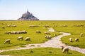 Sheep grazing on the salt meadows close to the Mont Saint-Michel tidal island in Normandy, France Royalty Free Stock Photo