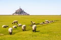 Sheep grazing on the salt meadows close to the Mont Saint-Michel tidal island in Normandy, France