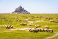 Sheep grazing on the salt meadows close to the Mont Saint-Michel tidal island in Normandy, France Royalty Free Stock Photo