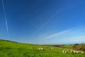 Sheep grazing on scenic Cornish fields under blue sky, Cornwall, England, UK