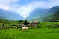 Sheep grazing in the Gap of Dunloe mountain valley, Ring of Kerry, Ireland Royalty Free Stock Photo