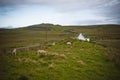 Sheep grazing on a Scottish farm in spring