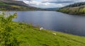 Sheep grazing on the shore of the Ladybower Reservoir in the Derwent Valley, Derbyshire, UK Royalty Free Stock Photo