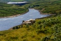 Reservoir with Sheep Grazing in the Foreground. Royalty Free Stock Photo