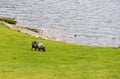 Sheep grazing by fjord in Norway Royalty Free Stock Photo